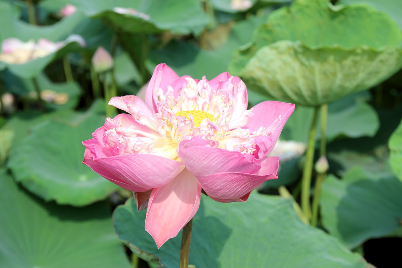 CLOSE-UP OF PINK LOTUS WATER LILY