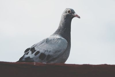 Close-up of bird perching against white background