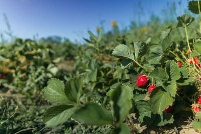 Close-up of red berries growing on plant
