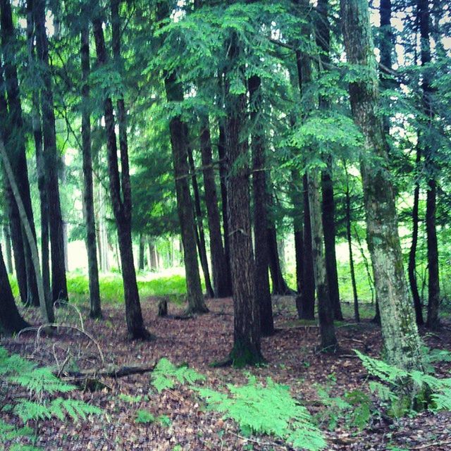 tree, tree trunk, forest, tranquility, growth, woodland, tranquil scene, nature, beauty in nature, scenics, landscape, green color, non-urban scene, growing, day, no people, field, outdoors, idyllic, abundance