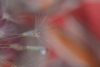 Close-up of spider web