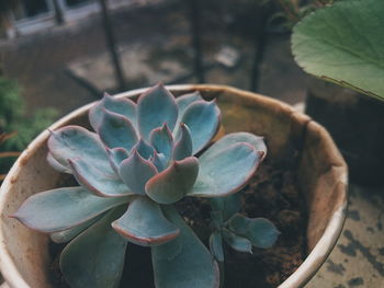 Close-up of succulent plant