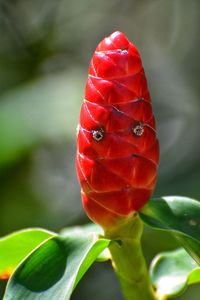 Close-up of insect on red flower
