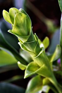 Close-up of siam tulip