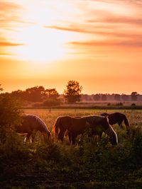 Horses grazing in a field