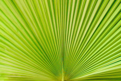 Low angle view of palm leaves