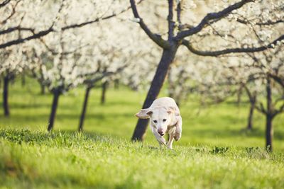 Dog running on grassy field