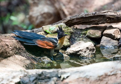 Close-up of bird perching on rock