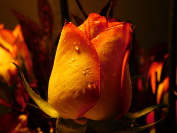 Close-up of orange rose