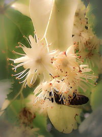 Close-up of fresh flowers blooming outdoors