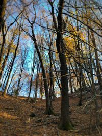 Trees in forest