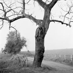 Bare trees on landscape