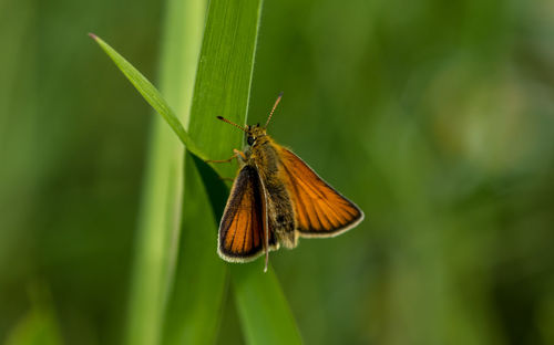Close-up of butterfly on plant