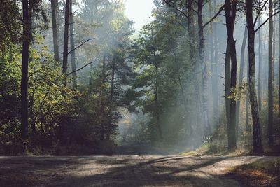 Road amidst trees in forest