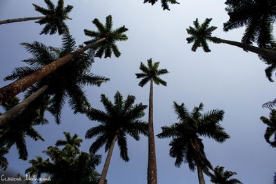 Low angle view of palm trees against sky