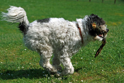 Dog in a field