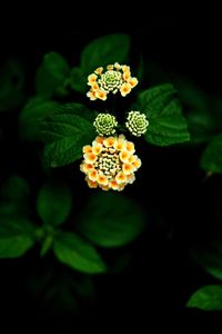 Close-up of yellow flowering plant against black background