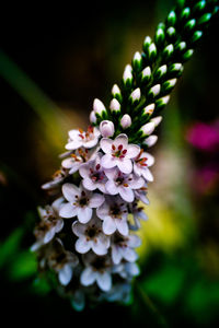 Close-up of flower