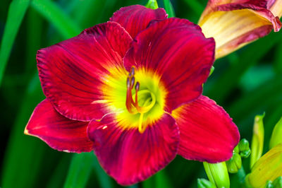 Close-up of pink flower