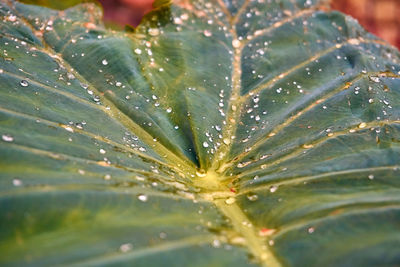 Close-up of raindrops on leaves