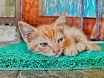 Portrait of a cat lying on floor