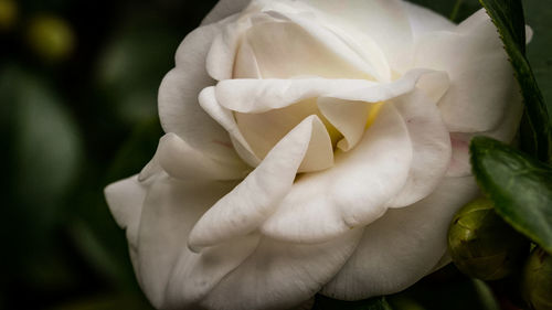 Close-up of white rose blooming outdoors