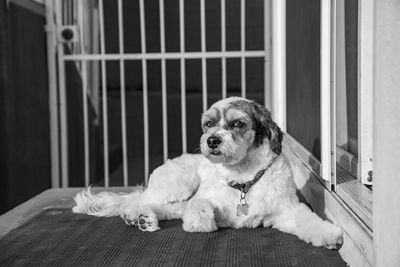 Dog looking away while sitting on floor