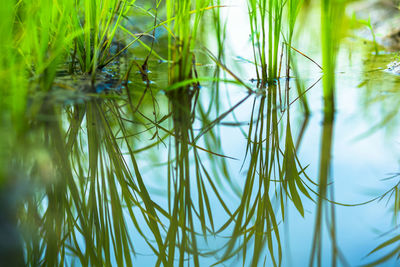 Close-up of grass against trees