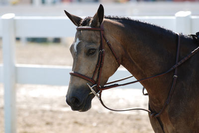 Sweet strawberry roan arabian horse under saddle in the summer time.