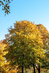 Low angle view of autumnal trees against clear sky