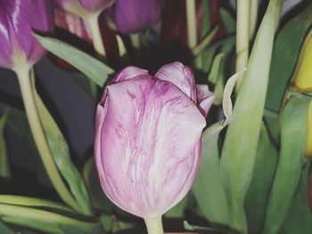 Close-up of pink flower blooming outdoors