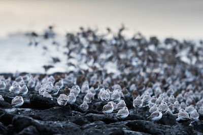 Surface level of pebbles