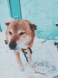 Portrait of dog on snow covered field