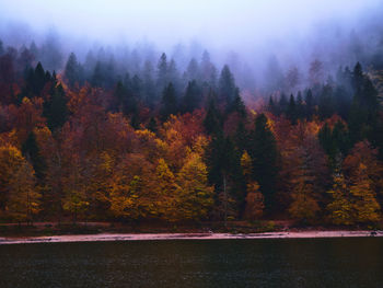 Scenic view of forest during autumn