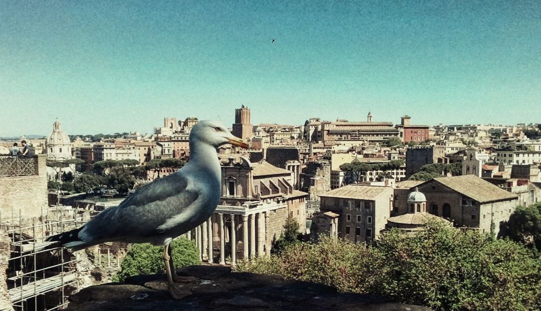 bird, animal themes, architecture, built structure, one animal, animals in the wild, building exterior, day, no people, outdoors, clear sky, perching, animal wildlife, blue, city, cityscape, nature, sky