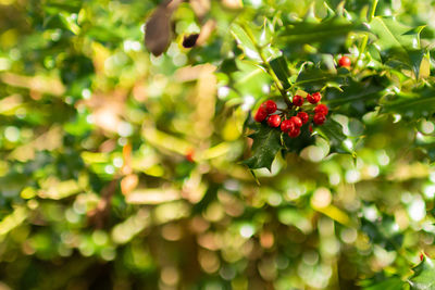 Close-up of red berries on plant