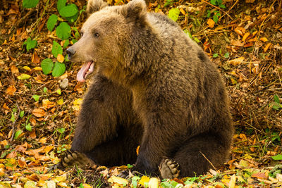 Close-up of a wild bear in the forest