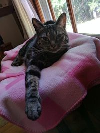 Close-up of cat sitting on sofa at home