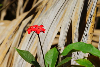 A image of red flowers shaking from the hot wind in rajasthan garden in the summer