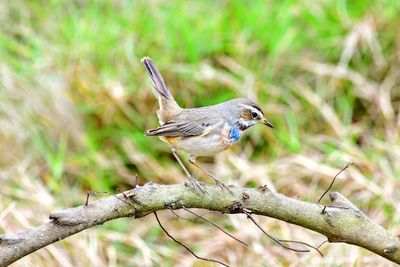 Close-up of bird perching on branch