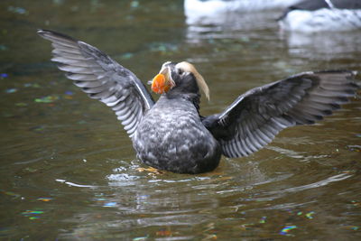 Close-up of duck in lake