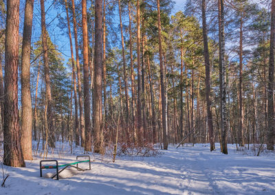 Trees on snow covered land