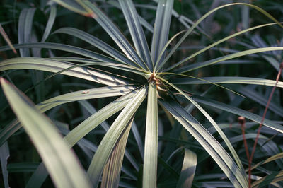 Full frame shot of plant