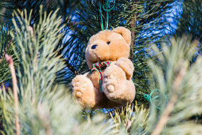 Close-up of teddy hanging on christmas tree