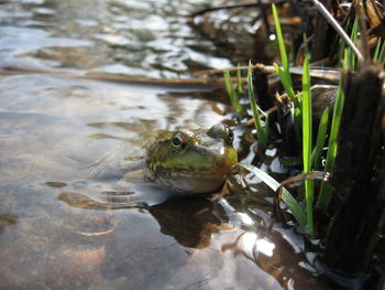 Close-up of frog in water