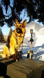 Dog photographing with camera