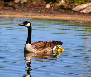 Mallard duck swimming in lake