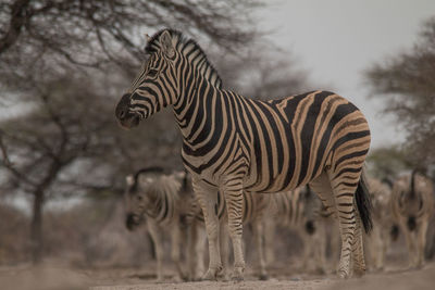 Zebras standing in a field