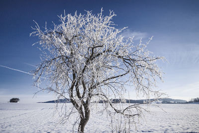 Bare tree against sky during winter