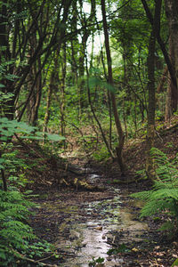 Scenic view of forest